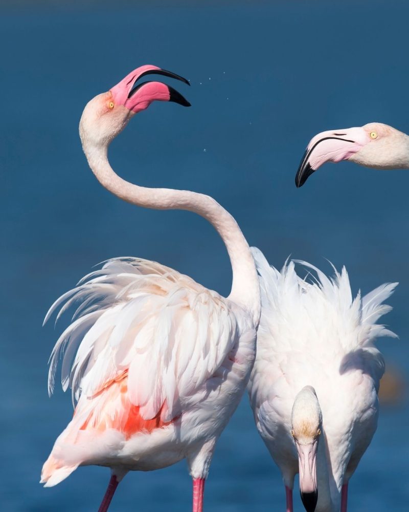 Observação de flamingos e vida selvagem nas salinas​